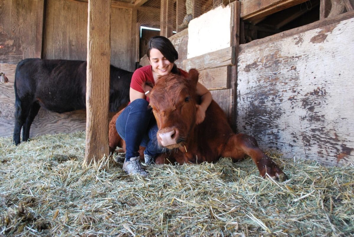 rescued veal calf